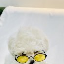 뽀끌레 이미지
