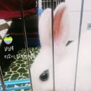 먹거리&용품 :: 행복한 깡총이 쇼핑몰 구매 후기