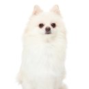 안성동물의료센터 이미지