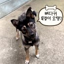 함안 애견샵 러블리펫 | 러브리본베어에 이어 뼈다귀 강아지 목걸이까지! 팡이의 재구매후기🐶♥️