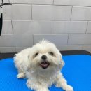 라미살롱 이미지