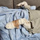 녹양동물병원 | 강아지 발톱 부러짐 피 날때 응급처치 및 치료 후기(feat.녹양 동물병원)