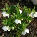 블랙헬레보레 [헬레보루스 니게르 (Helleborus niger)] - 유독식물 이미지