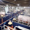 정화축사 이미지