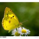 나비야 이미지