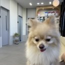 아산아이윌24시동물메디컬센터 이미지