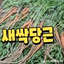새싹마트 | 새싹당근 당근잎 무침과 튀김 요리 후기