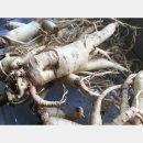 고려인삼 - 미추홀구 용삼길49번길 3-7 | 고려인삼
