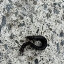 라메르팬션리조트 이미지