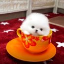 아담스펫 강아지분양 고양이분양 강남점 이미지