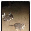 송아지민박 이미지