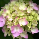 문암가든 이미지