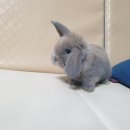 토린세스 이미지