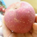 산애산과일농장 | [산애산과일농장]껍질째 먹는 아삭함이 살아있는 폭풍과즙 분출 꿀사과 산애산과일농장 !