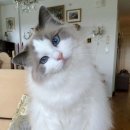 Healthy Cat Daum카페