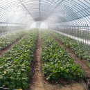 속리산농장 이미지