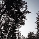 소광리민박 | 울진 소광리 금강송(金剛松) 군락지 [플라즈마;프락셀;피부관리]