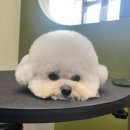 메모르드몽 이미지