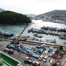 완도19호 이미지