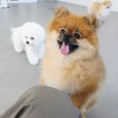 프라독 | 수원 강아지유치원 후기(프라독)