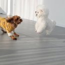 사랑으로유치원 | 수원 애견유치원 프라독🐶 여덟번째 후기