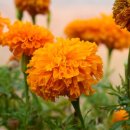 스마트아이케어 이미지