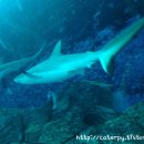 [싱가포르, 빈탄] 07 둘째날:: 세상에서 가장 큰 수족관이 있는 곳, South East Asia Aquarium; S.E.A...