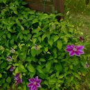 클레마티스 이미지