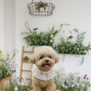 블링블링펫미용 이미지