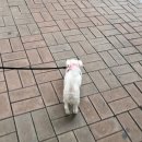 푸줏간생삼겹 이미지