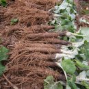 풀잎농장 이미지