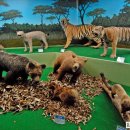 계룡산자연사박물관 이미지