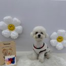 멍댕이 애견유치원 네이버블로그