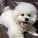 노즈노트