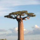 마다가스카르의 바오밥 나무 Baobab Tree, Madagascar 이미지