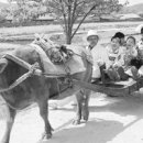 내고향 마차 이미지