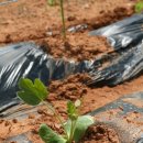 승은농장 이미지