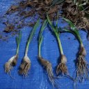 가좌농장 이미지