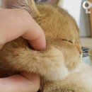 말랑 이미지