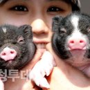돼지두마리 이미지