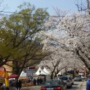 계룡산 벚꽃축제 산행 이미지