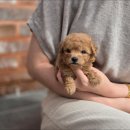 예동물병원 이미지