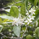 피부향기 스킨앤바디 이미지