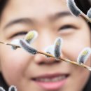 봄강아지 이미지