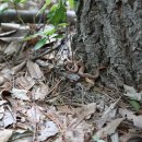 추성마을 이미지