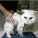 목욕하는 고양이 이미지