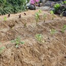 길안천 돌담집 이미지