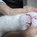 안산덴탈 | ‘캣디피’ 고양이치약 – 고양이 전용 약알칼리성 치약으로 깨끗한 구강케어, 고양이치약추천