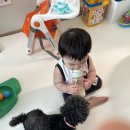 강아지를부탁해(돌봄) 이미지