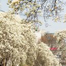 지산목련시장(지산종합시장) | 대구 목련 명소 지산목련아파트 3월 26일 개화 현황